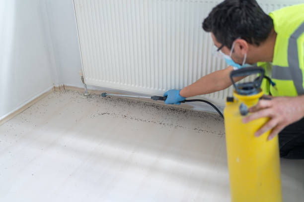Best Termite Control Services  in Highland Beach, FL